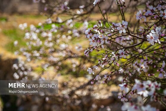 ایران زیباست | بوی بهار در زمستان کویر