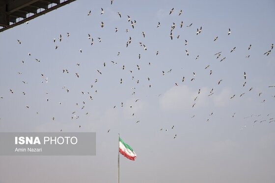 ایران زیباست | پرندگان پل سفید اهواز
