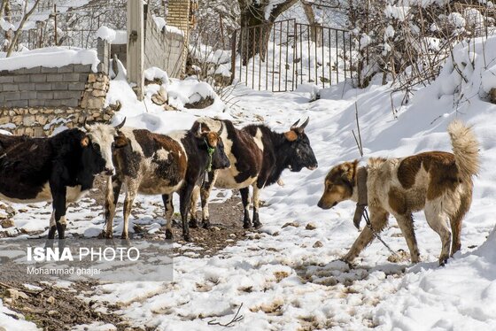 ایران زیباست | زمستان روستای ییلاقی بالا چلی