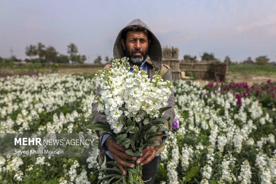 ایران زیباست | برداشت گل در حمیدیه خوزستان
