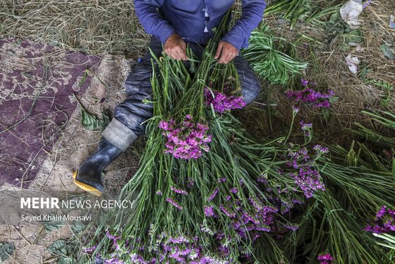 ایران زیباست | برداشت گل در حمیدیه خوزستان