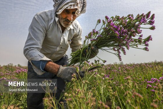 ایران زیباست | برداشت گل در حمیدیه خوزستان