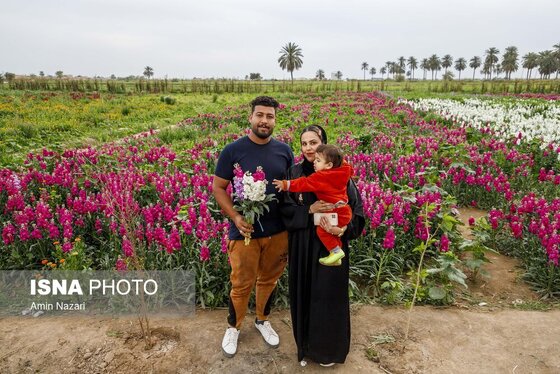مزرعه گل شب‌بو در شهرستان حمیدیه