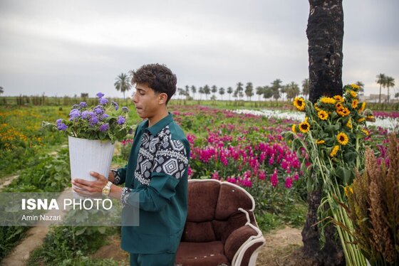 مزرعه گل شب‌بو در شهرستان حمیدیه