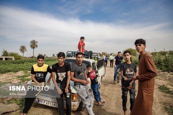 مزرعه گل شب‌بو در شهرستان حمیدیه