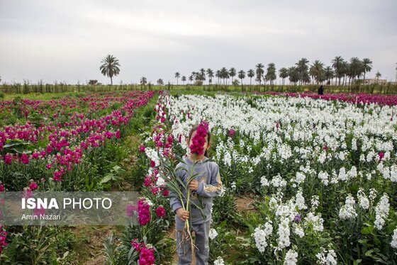 مزرعه گل شب‌بو در شهرستان حمیدیه
