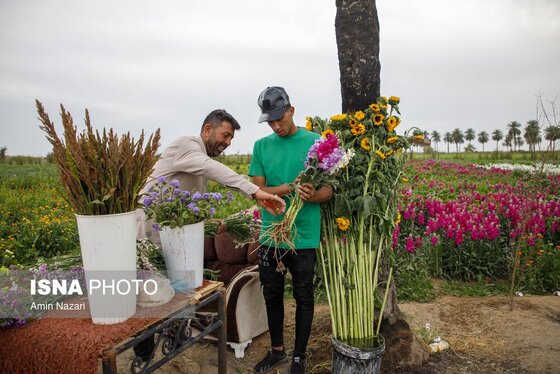 مزرعه گل شب‌بو در شهرستان حمیدیه
