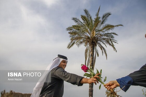 مزرعه گل شب‌بو در شهرستان حمیدیه