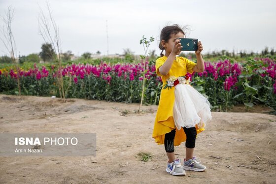 مزرعه گل شب‌بو در شهرستان حمیدیه