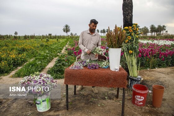 مزرعه گل شب‌بو در شهرستان حمیدیه
