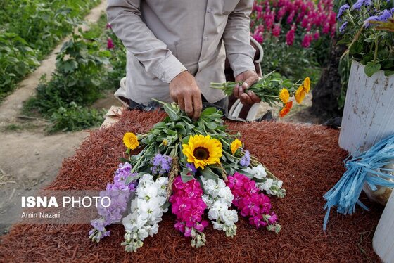مزرعه گل شب‌بو در شهرستان حمیدیه