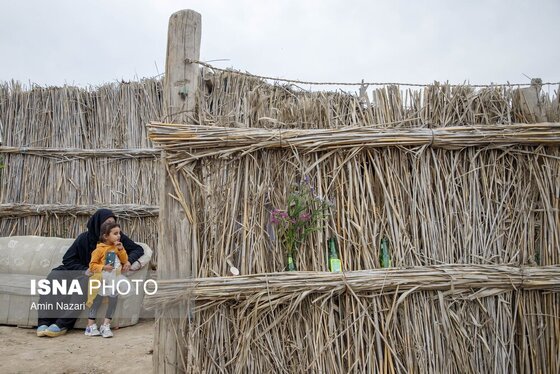 مزرعه گل شب‌بو در شهرستان حمیدیه