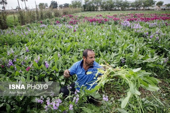 مزرعه گل شب‌بو در شهرستان حمیدیه