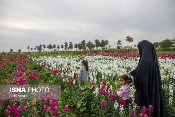 مزرعه گل شب‌بو در شهرستان حمیدیه