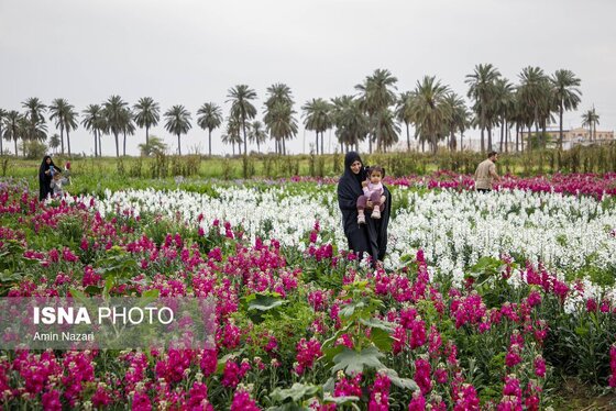 مزرعه گل شب‌بو در شهرستان حمیدیه