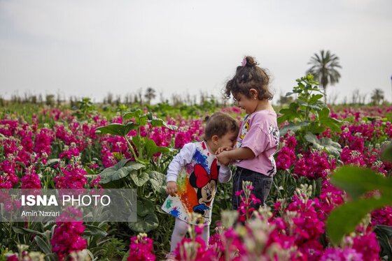 مزرعه گل شب‌بو در شهرستان حمیدیه
