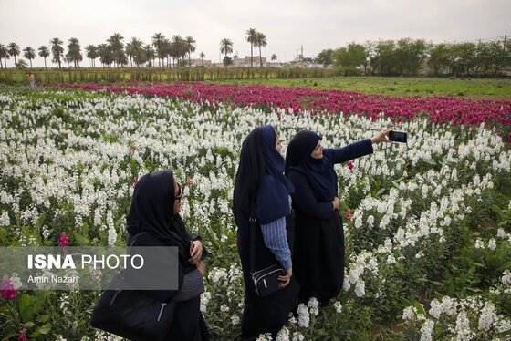 مزرعه گل شب‌بو در شهرستان حمیدیه