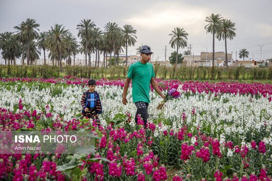 مزرعه گل شب‌بو در شهرستان حمیدیه