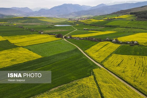 ایران زیباست | کشت کلزا در مناطق کوهستانی دودانگه - مازندران