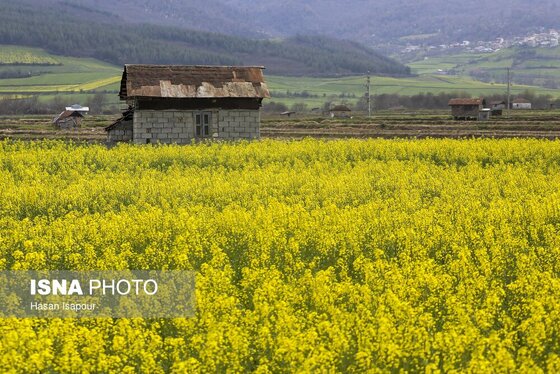 ایران زیباست | کشت کلزا در مناطق کوهستانی دودانگه - مازندران