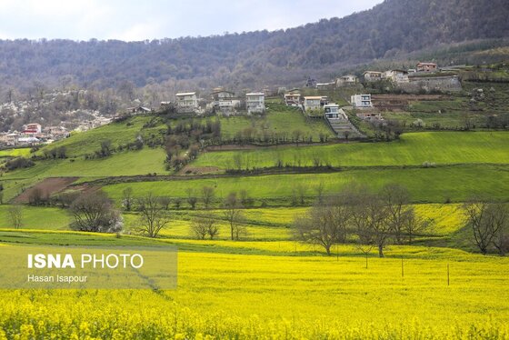 ایران زیباست | کشت کلزا در مناطق کوهستانی دودانگه - مازندران