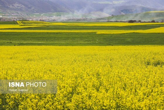 ایران زیباست | کشت کلزا در مناطق کوهستانی دودانگه - مازندران