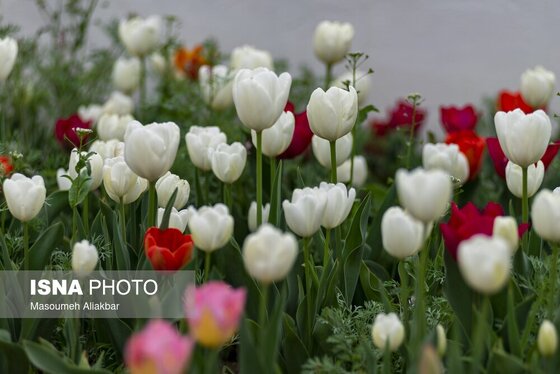 ایران زیباست | دهمین جشنواره لاله‌های کرج