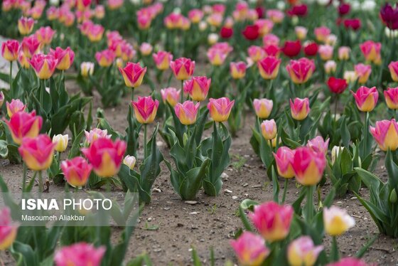 ایران زیباست | دهمین جشنواره لاله‌های کرج