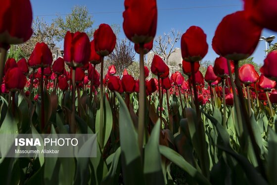 ایران زیباست | دهمین جشنواره لاله‌های کرج