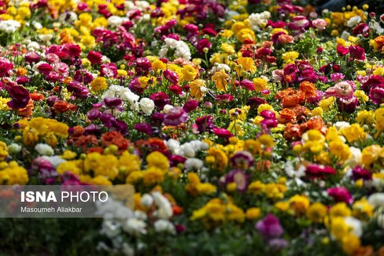 ایران زیباست | دهمین جشنواره لاله‌های کرج