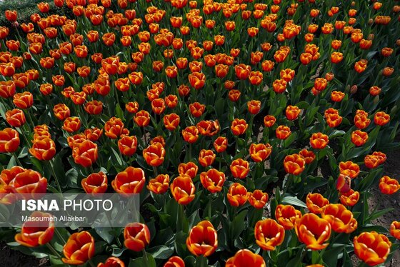 ایران زیباست | دهمین جشنواره لاله‌های کرج
