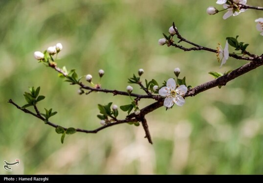 ایران زیباست | طبیعت بهاری ابهر