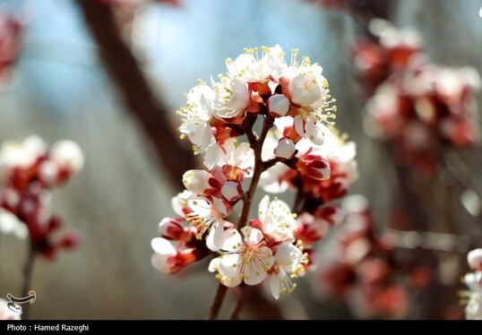 ایران زیباست | طبیعت بهاری ابهر