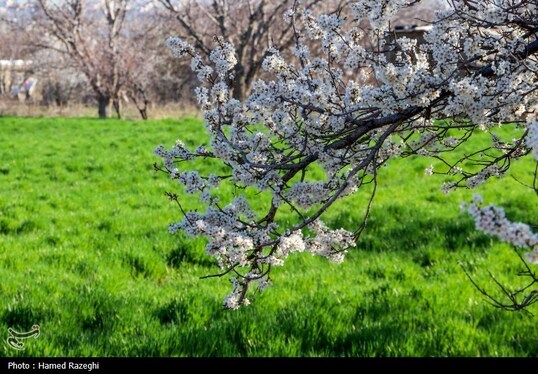 ایران زیباست | طبیعت بهاری ابهر