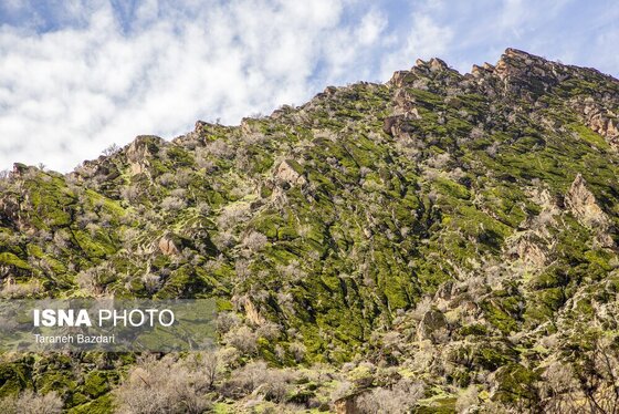 ایران زیباست | مخمل کوه در گستره زاگرس - لرستان