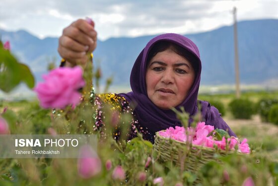 ایران زیباست | جشنواره گل و گلابگیری میمند در استان فارس