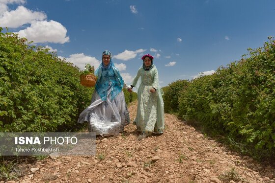 ایران زیباست | جشنواره گل و گلابگیری میمند در استان فارس