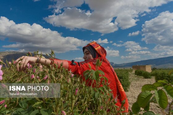 ایران زیباست | جشنواره گل و گلابگیری میمند در استان فارس