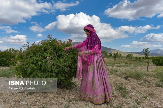 ایران زیباست | جشنواره گل و گلابگیری میمند در استان فارس