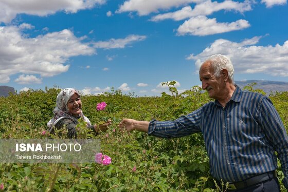 ایران زیباست | جشنواره گل و گلابگیری میمند در استان فارس