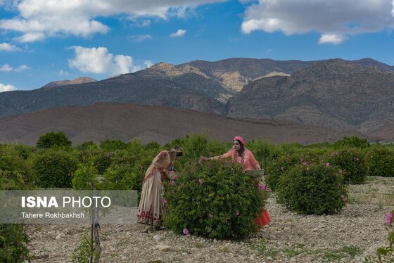 ایران زیباست | جشنواره گل و گلابگیری میمند در استان فارس