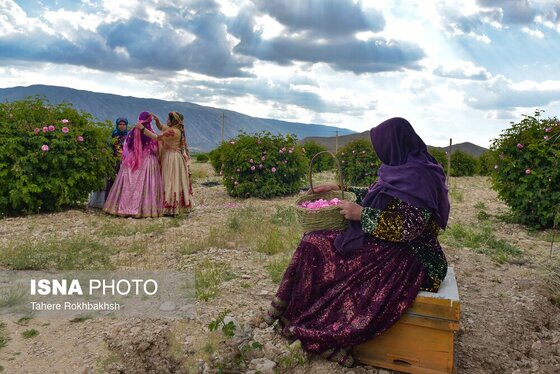 ایران زیباست | جشنواره گل و گلابگیری میمند در استان فارس