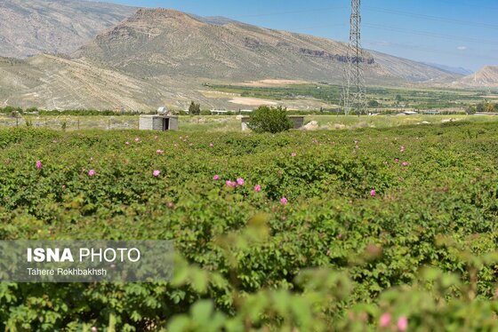 ایران زیباست | جشنواره گل و گلابگیری میمند در استان فارس