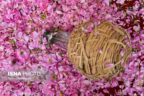 ایران زیباست | جشنواره گل و گلابگیری میمند در استان فارس