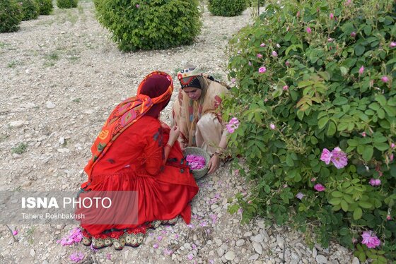 ایران زیباست | جشنواره گل و گلابگیری میمند در استان فارس