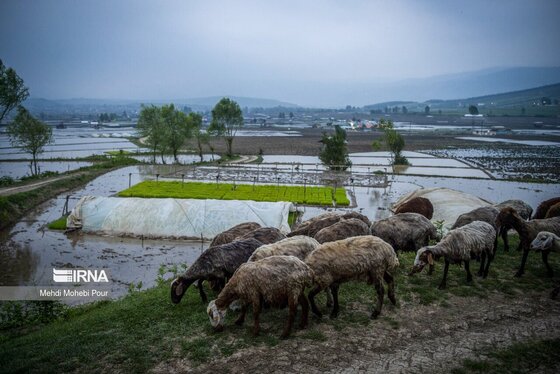 ایران زیباست | فصل نشا برنج