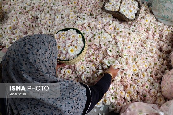 ایران زیباست | گلاب گیری در روستای گیلده گیلان