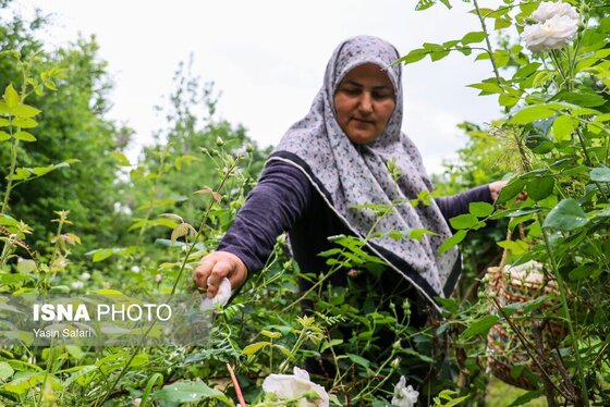 ایران زیباست | گلاب گیری در روستای گیلده گیلان
