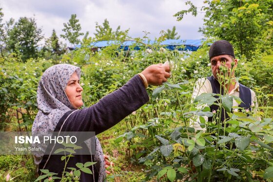 ایران زیباست | گلاب گیری در روستای گیلده گیلان