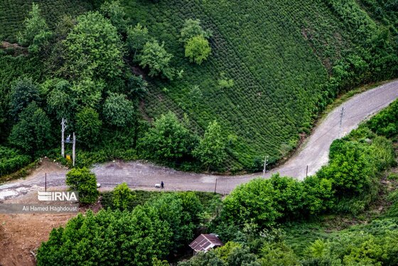 ایران زیباست | چای لاهیجان